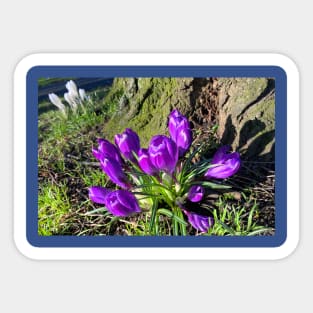 Purple Crocus Sticker